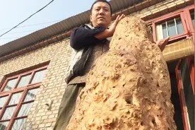 树龄100多年北方最硬木质，雕刻收藏的顶级材料，城里人很少见过视频封面