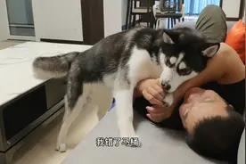 男子对着狗狗放屁，二哈被屁崩急眼了，追着主人狂咬，笑得我肚疼