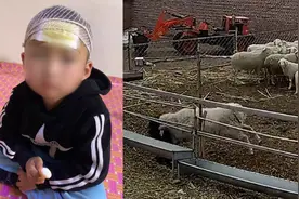 内蒙古一幼童遭发疯大角公羊5次猛撞掀翻，亲手喂大的小羊欲营救视频封面