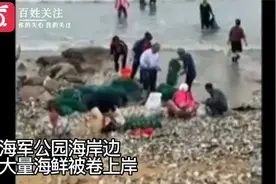 台风过境青岛海滩现大量海鲜 市民赶海用桶装车拉
