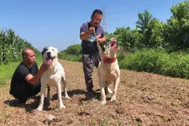 俄罗斯名犬中亚牧羊犬，站起来比人还高，凶猛好斗但忠心护主视频封面