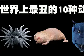 世界上最丑的10种动物排行榜，原来蚂蚁的真容长这样！视频封面