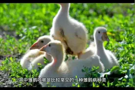 雏鹅咳嗽是什么原因导致的雏鹅子咳嗽怎么治最有效视频封面