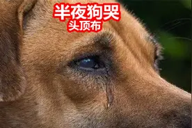 老人忌讳，狗不能乱叫“半夜犬哭，头顶布”视频封面