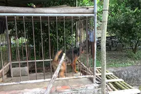 农村大叔养百斤凶猛大狗帮忙看守鱼塘，小伙上前一看，太可怕了视频封面