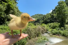 柯尔鸭在水面狂奔，速度比兔子还快视频封面