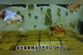 观赏鱼为什么出现红血丝？一次性讲明白，就是这些原因和治疗方法