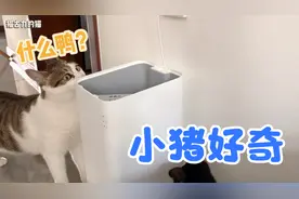 当傻猫遇上自动喂食器，秒变小肥猪，铲屎官看饿了#激萌奖金计划#视频封面