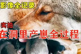 实拍狼在洞里产崽全过程，一窝小崽太可爱了！#我的影像全记录#视频封面