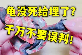 龟没反应就是死了？不！教你两点100%确认死亡！别误判给埋了！视频封面