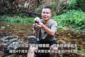 花1200元买了一只安格鲁貂，今天带去户外溪流，捉鱼捕蟹试试视频封面