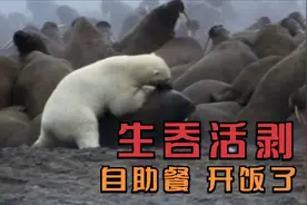 北极熊捕食有多残暴？围着海豹直接生啃，镜头记录了全过程视频封面