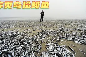 库页岛鲱鱼繁殖季，鱼多，想要多少可以捞多少！烤着吃很好吃！视频封面