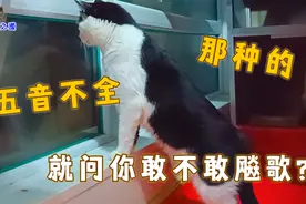 被主人夸勇敢后，二哈猫跟窗外的猫对骂起来，最后的表现太好玩了视频封面