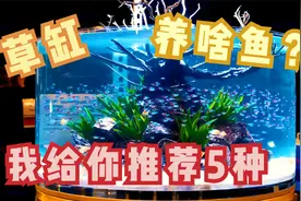 推荐5种观赏鱼，便宜又好养，鱼缸造景大师也在用视频封面