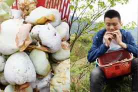 这水果必须变异才能吃，农村叫茶泡，你小时候吃过吗视频封面