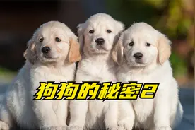 狗狗奇葩行为的含义，这些狗狗的秘密你知道几个视频封面