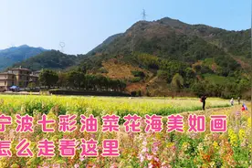 浙江奉化的七彩油菜花海，姹紫嫣红美如画，成为宁波热门打卡地视频封面