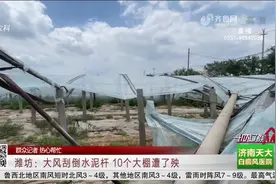 大风刮倒水泥杆，10个大棚被砸破相，苦等20天没人管，急坏果农视频封面
