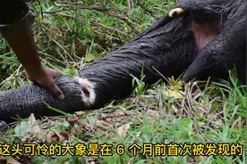 大象因陷阱的伤害在鼻子上钻了一个洞，并接受了2次野外治疗视频封面