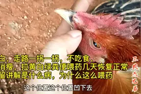 后续来了，鸡不吃瘫痪、拉绿色粪便、喂这两种药几天恢复视频封面