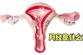 女生为什么会来“例假”，月经到底是什么，又是如何形成的呢？视频封面