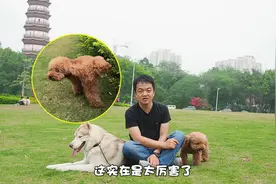 狗狗一天尿N次是肾亏吗？视频封面
