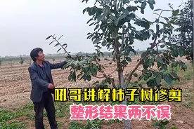 吼哥讲解柿子树修剪，整型结果两不误视频封面
