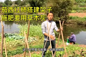番茄，西红柿搭建架子，支架，施肥的话，它们喜欢草木灰视频封面