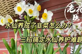 水仙养成韭菜不开花怎么办？只需三招，不徒长还开满花视频封面