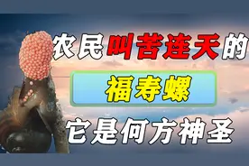 吃螺肉导致流产？福寿螺入侵我国不到50年就遍地成灾，如何制止？视频封面