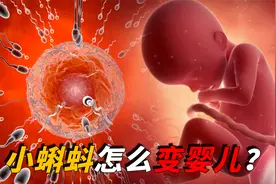 你和你的宝宝是怎么来的？从小蝌蚪变婴儿，揭秘从无到有全过程视频封面