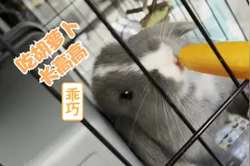 兔子养成记（1）啃胡萝卜练习腮帮子。
