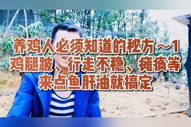 养鸡人必须知道秘方～1 鸡腿跛、行走不稳、瘫痪来点鱼肝油就搞定视频封面