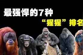 最强悍的7种猩猩，银背大猩猩的战斗力远超我们的认知！视频封面