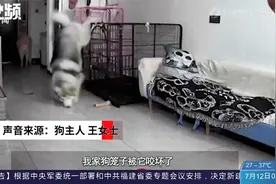 狗子趁主人出门翻笼子越狱，结果腿被卡住，旁边猫咪被吓炸毛视频封面