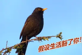 四川话搞笑配音：假如生活把你豁得青痛，笑巴适了！视频封面