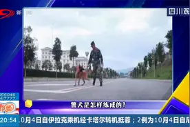 警犬是怎样练成的？不经过严苛的训练，怎能具有专业的能力视频封面