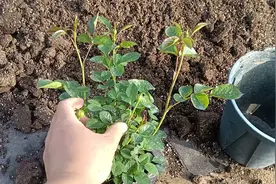 春天移栽月季，为什么要把花苞剪掉？其实有2个原因视频封面