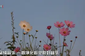 极品纯音乐 一首净化心灵的好音乐视频封面