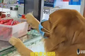 主人吃饺子没有醋了，让轮胎去买，轮胎把剩下钱买火腿肠，真聪明视频封面