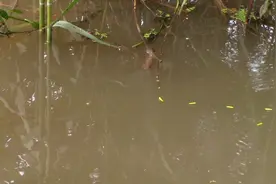 河里走水选这种钓位，鱼口真好视频封面
