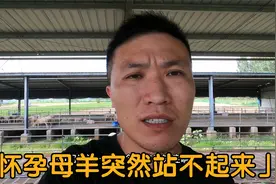母羊产前突然站不起来，很多人误诊，其实治疗起来很简单，别忽视视频封面