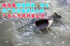 埃及鱼味道鲜美 刺少，在广东泛滥却无人吃，广东人为何对其止步视频封面