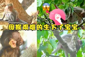 经过几天的折磨，母猴顺利的生下了猴宝宝，摄像机跟踪记录过程视频封面