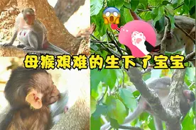 经过几天的折磨，母猴顺利的生下了猴宝宝，摄像机跟踪记录过程视频封面