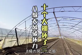 八级大风有多大？十个大棚吹坏三个，农民种点地太不容易里视频封面