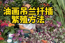 油画吊兰扦插繁殖方法,三月扦插的季节,很容易扦插爆盆视频封面