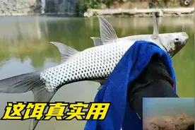 用这3种东西开饵钓鱼，诱鱼效果好留鱼持久，水下测试结果很明显视频封面