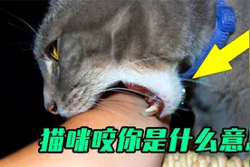 7个有趣的动物小知识，猫咪咬人别害怕，原因你一定想不到视频封面